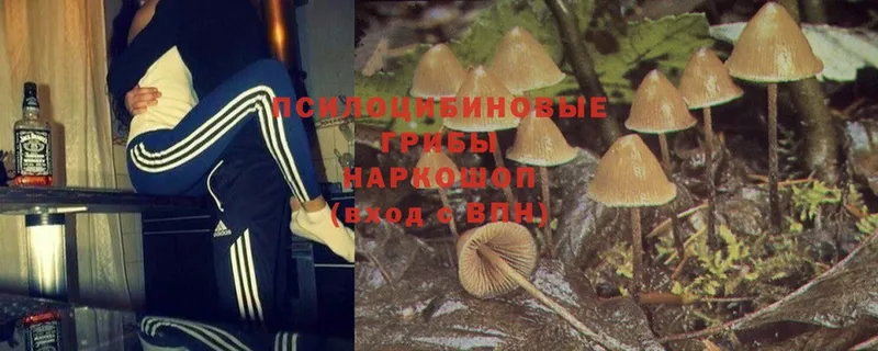 Что такое Александров Cocaine  Гашиш  A PVP  АМФ  Конопля 